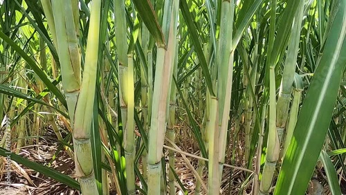 Sugarcane Growing in Agricultural Land.