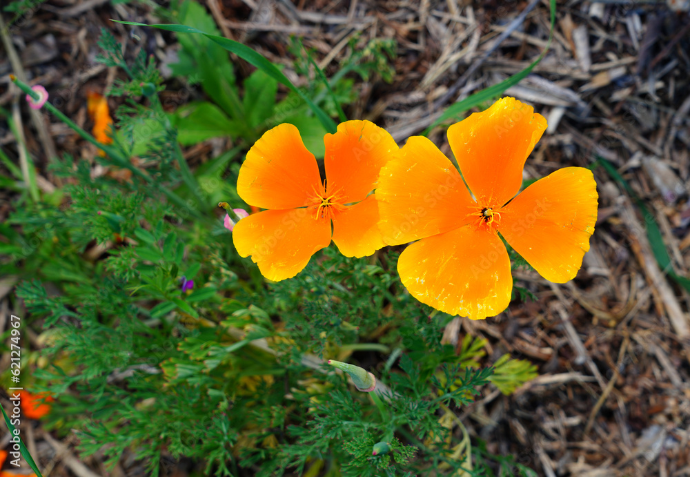 Orange California poppy flower (Eschscholzia californica) Orange California poppy flower (Eschscholzia californica)