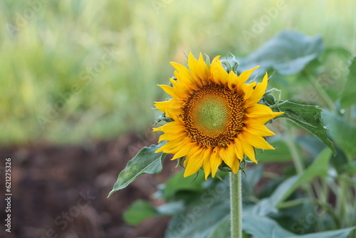 sunflowers blooming in the daytime Its yellow petals reveal brown pollen in the center.
