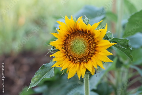 sunflowers blooming in the daytime Its yellow petals reveal brown pollen in the center.
