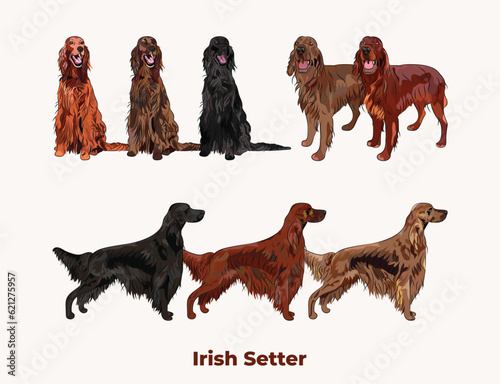 Irish setter colors. Popular coat colors. Cute dogs characters in various poses, design for print, adorable and cute cartoon vector set. Dog Drawing collection set. Tri-color fur standard color dog.