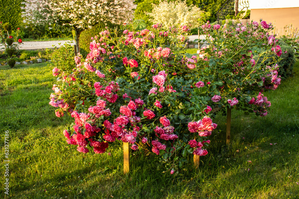 Bush of pink roses, summertime floral background. Pink roses in full bloom on a garden