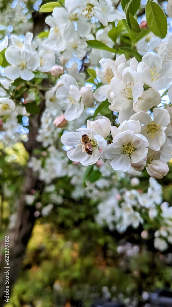 small bee feeding herself on some cherry blossom flowers