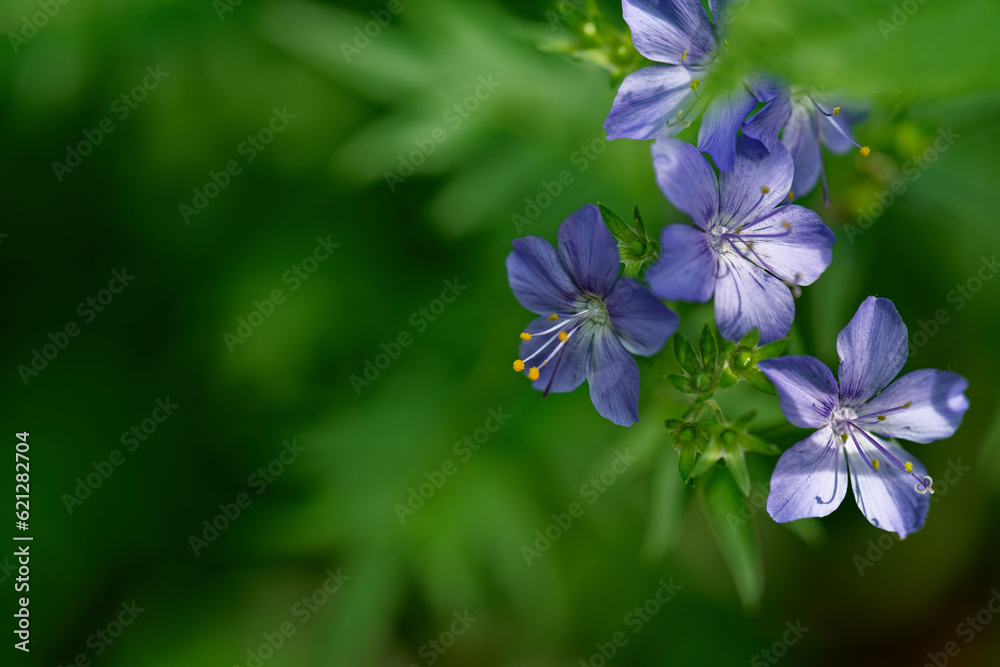 森林にひっそり咲く紫の花 森林にひっそり咲く紫の花