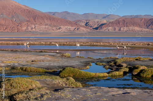 Fototapeta Naklejka Na Ścianę i Meble -  Flamingos at the colorful Laguna Carachi Pampa in the deserted highlands of northern Argentina - traveling and exploring the Puna
