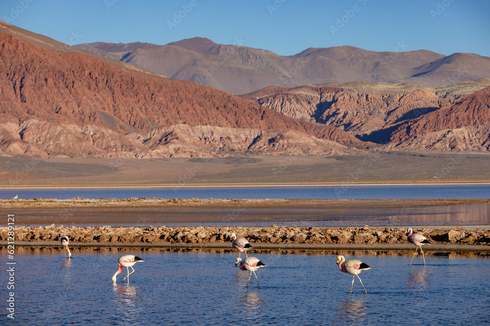 Flamingos at the colorful Laguna Carachi Pampa in the deserted highlands of northern Argentina - traveling and exploring the Puna