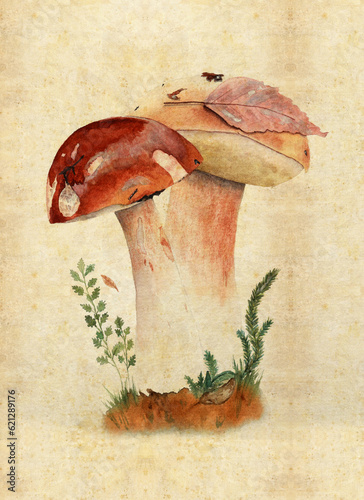 Illustration with watercolor mushrooms in the style of vintage lithography