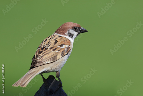 Feldsperling / Eurasian tree sparrow / Passer montanus