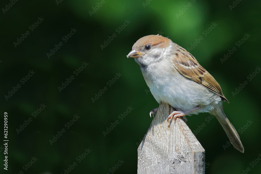 Fototapeta premium Feldsperling / Eurasian tree sparrow / Passer montanus.