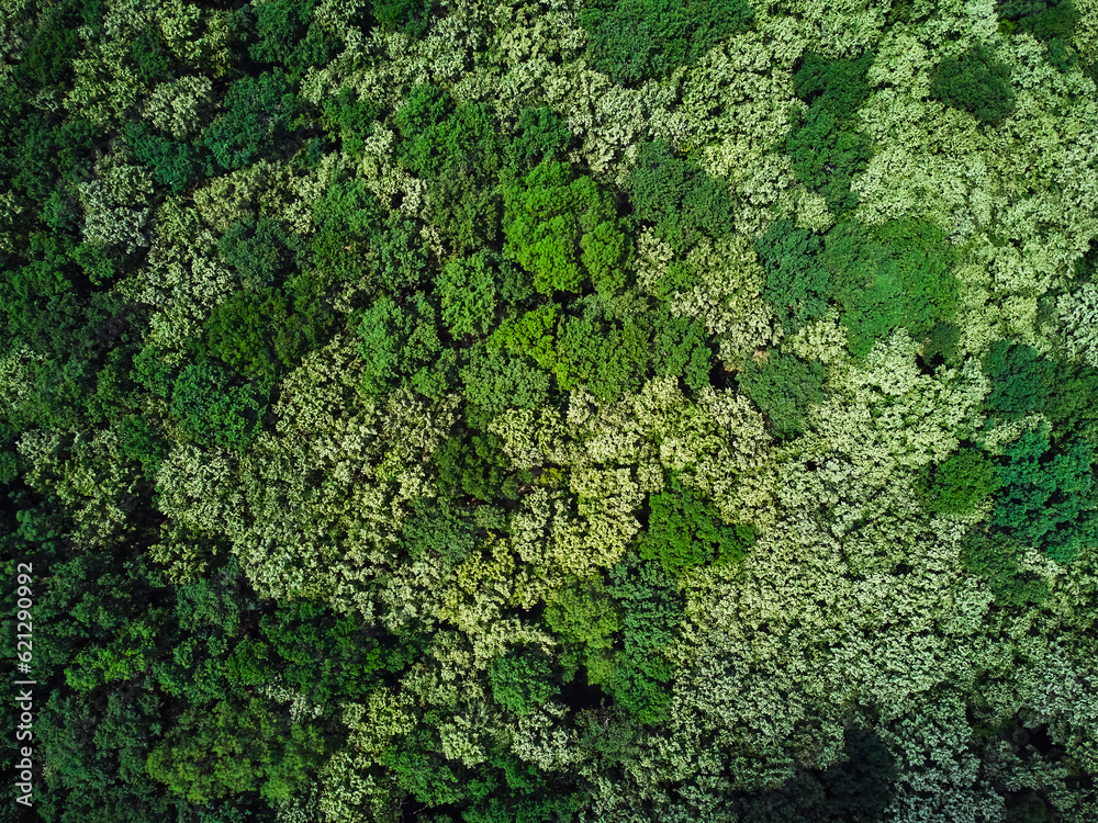 Aerial view with a drone above a green forest in Herneacova Timis Romania. abstract Aerial view with a drone above a green forest in Herneacova Timis Romania. abstract