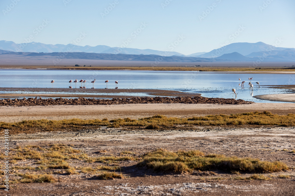 Flamingos in the colorful Laguna Carachi Pampa in the deserted highlands of northern Argentina - traveling and exploring the Puna
