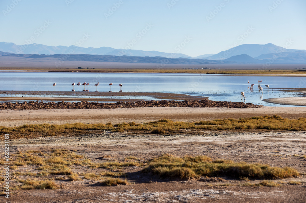 Flamingos in the colorful Laguna Carachi Pampa in the deserted highlands of northern Argentina - traveling and exploring the Puna Flamingos in the colorful Laguna Carachi Pampa in the deserted highlands of northern Argentina - traveling and exploring the Puna