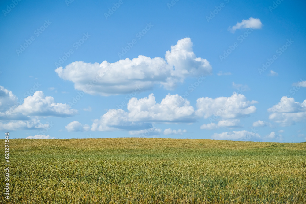 A beautiful wheat field on a sunny summer day. A beautiful wheat field on a sunny summer day.