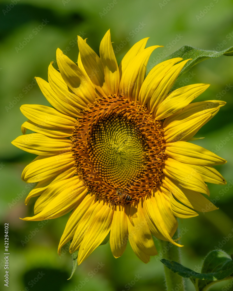 sunflower sunflower