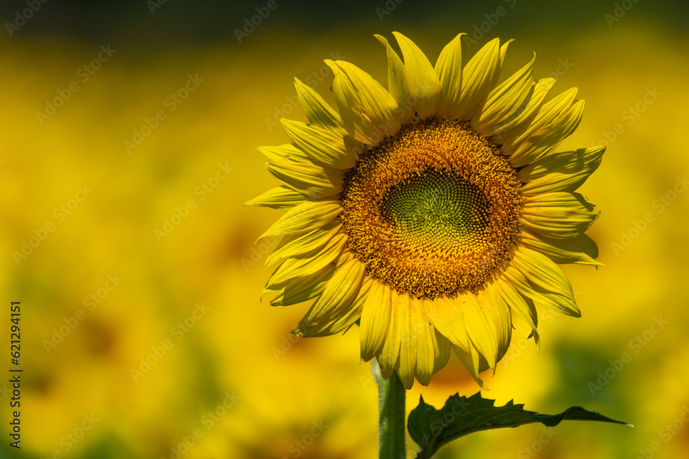 Fototapeta premium Sunflower