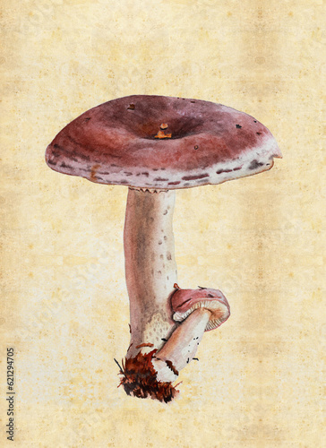 Illustration with watercolor mushroom in the style of vintage lithography