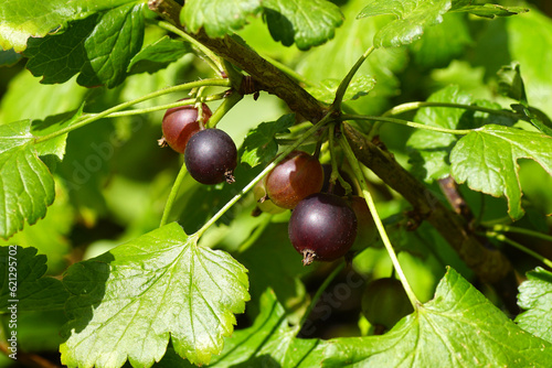 Closeup shrub with  ripening jostaberries (Ribes × nidigrolaria). Family Grossulariaceae. Dutch garden, July. photo