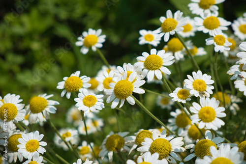 field of daisies