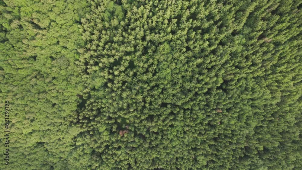 Aerial top view of the green forest with foliage in summer Aerial top view of the green forest with foliage in summer