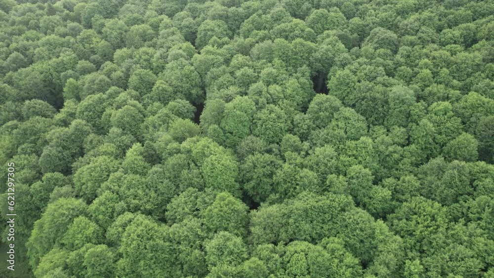 Aerial top view of the green forest with foliage in summer Aerial top view of the green forest with foliage in summer
