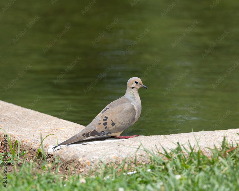 Turtle dove sitting near a small pond at a local park Turtle dove sitting near a small pond at a local park