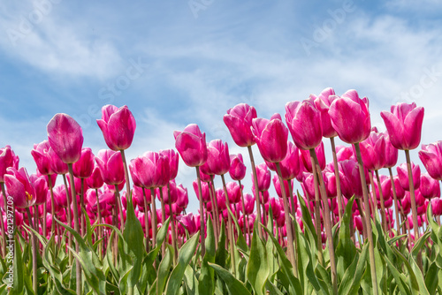 Beautiful pink tulips near the Keukenhof
