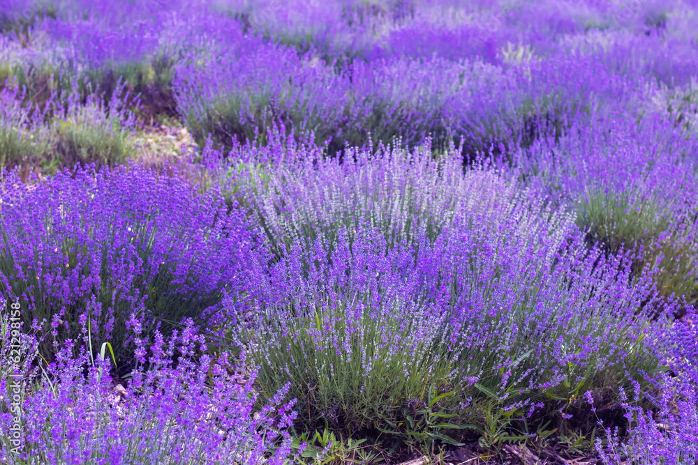 Fototapeta premium Purple lavender field. beautiful blooming, french romance