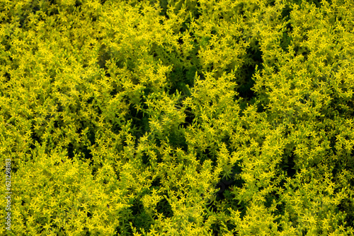 Tableau sur toile Yellow flowers of Sedum acre or Goldmoss stonecrop