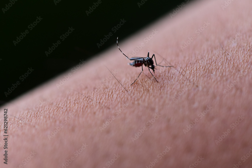 Aedes aegypti or yellow fever mosquito or dengue fever Blood sucking on