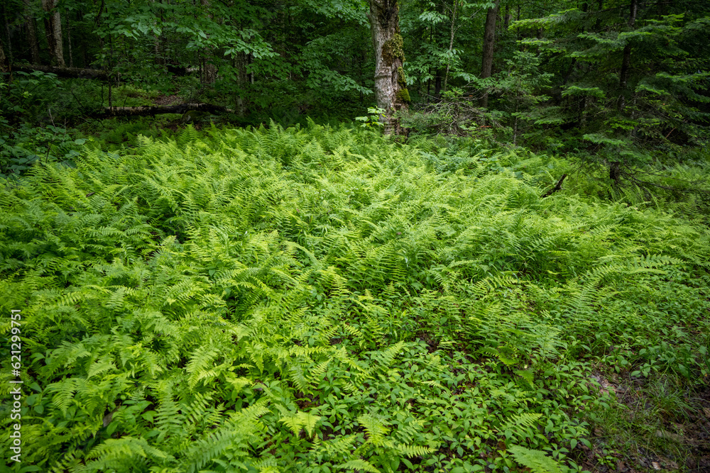 Crosshatched Ferns Crosshatched Ferns