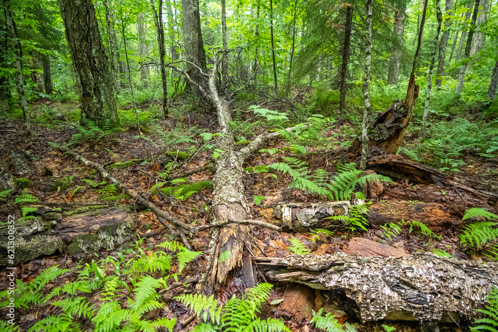 Fototapeta premium Fallen Tree POV