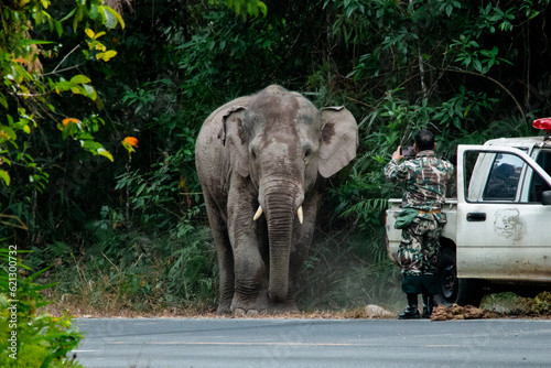 National park officer is negotiate with elephant