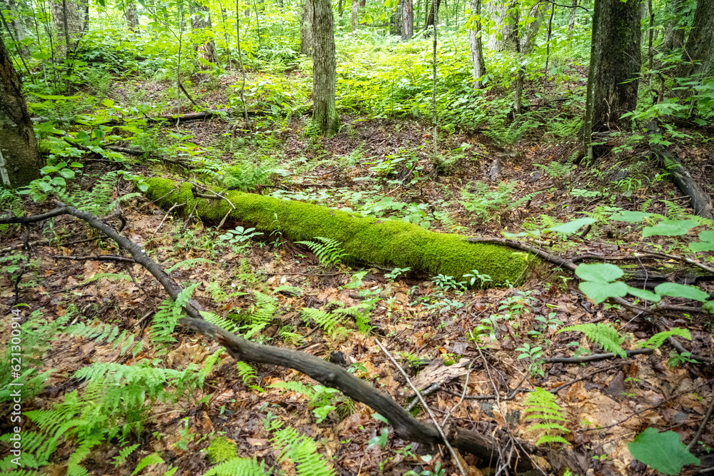 Mossy Log Mossy Log