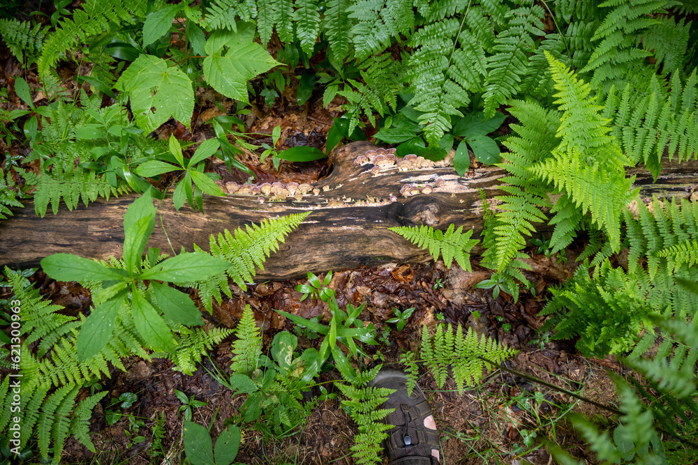 Fungi Fungi
