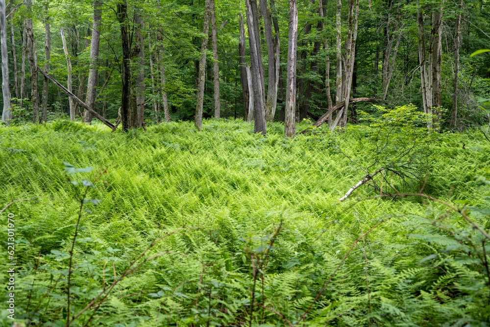 Fern Crosshatch Fern Crosshatch