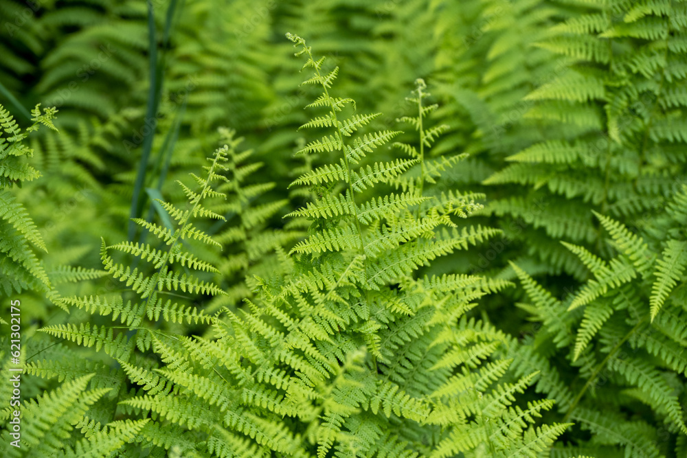 Ferns Ferns