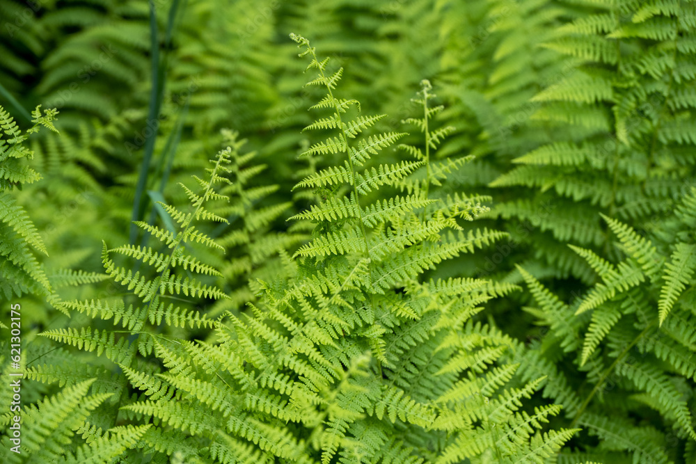 Ferns