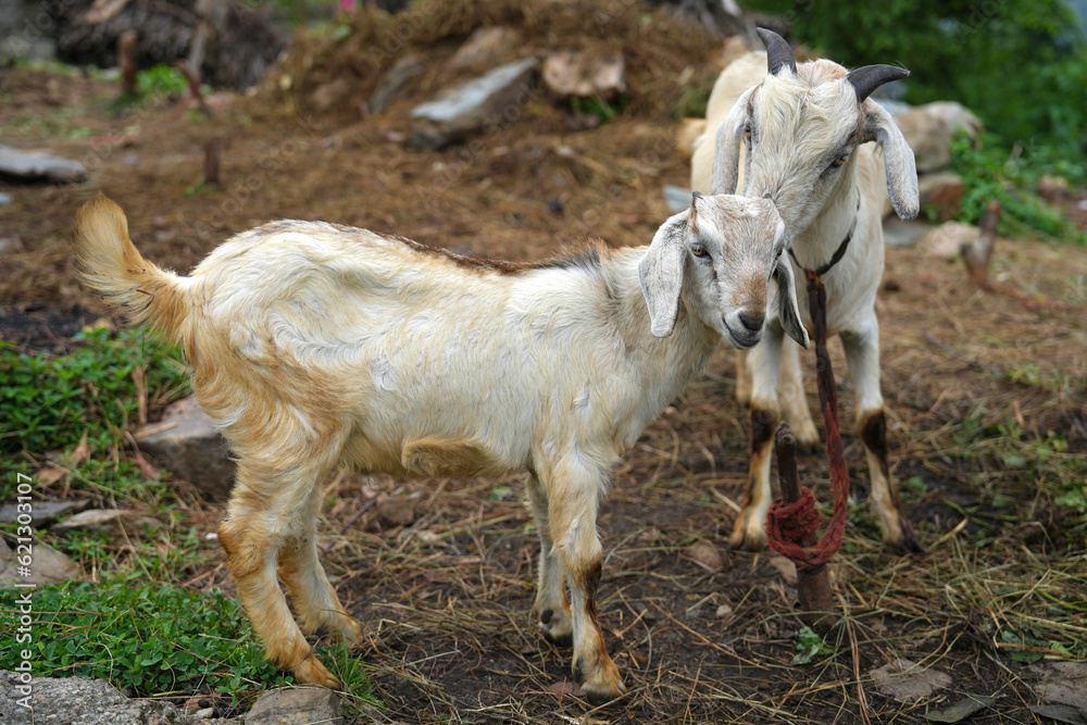 Nurturing Bonds: Captivating Moments of a Goat Kid and Her Devoted Mother Nurturing Bonds: Captivating Moments of a Goat Kid and Her Devoted Mother
