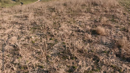 Fly forward over a thistle thicket opening up a view of a mountain peak in the distance. Panoramic aerial mountain landscape with transition from close-up to general view