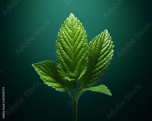 Fresh Green Leaves of Mint Plant on Dark Green Background. Best Concept for Product Package Design. Generative AI