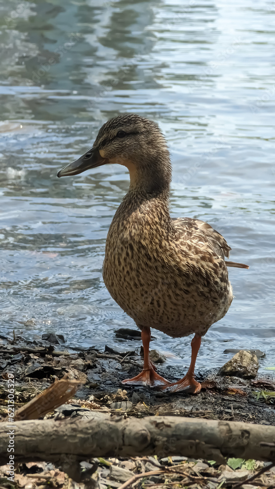 mallard female duck by the water