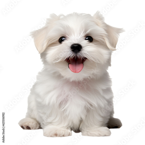 white Maltese puppy photo