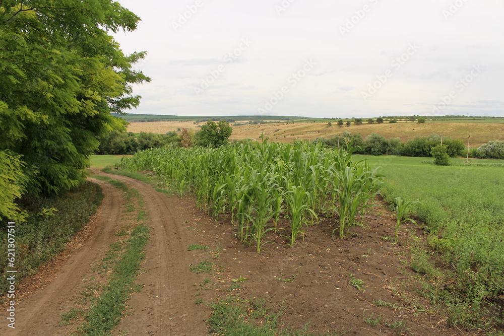 A dirt road with plants growing in it A dirt road with plants growing in it