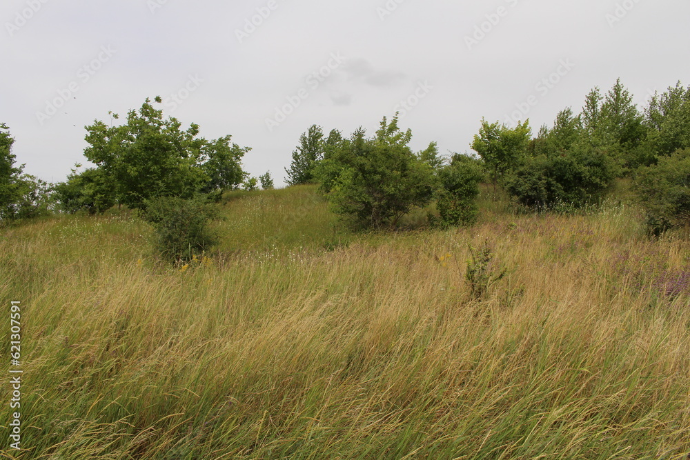 A field of grass and trees