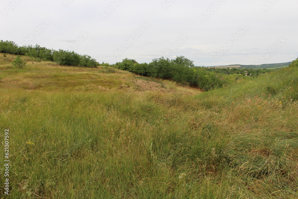 A grassy field with trees and bushes A grassy field with trees and bushes