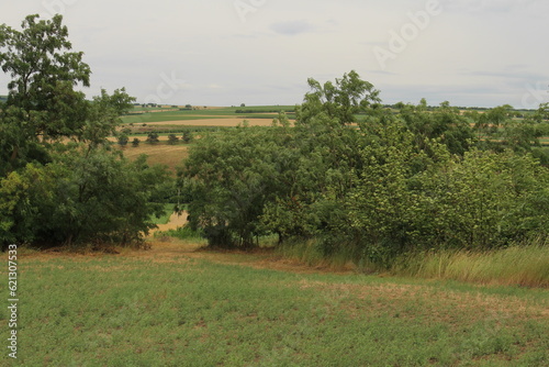 A field with trees and grass