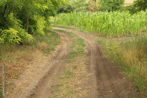 A dirt road through a field of corn