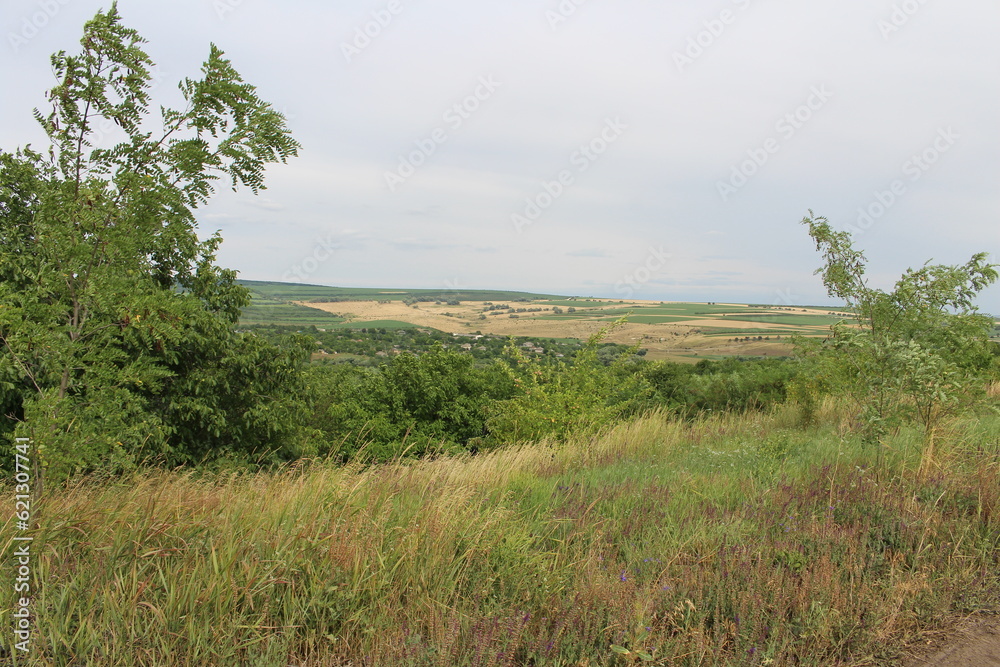 A landscape with trees and grass A landscape with trees and grass
