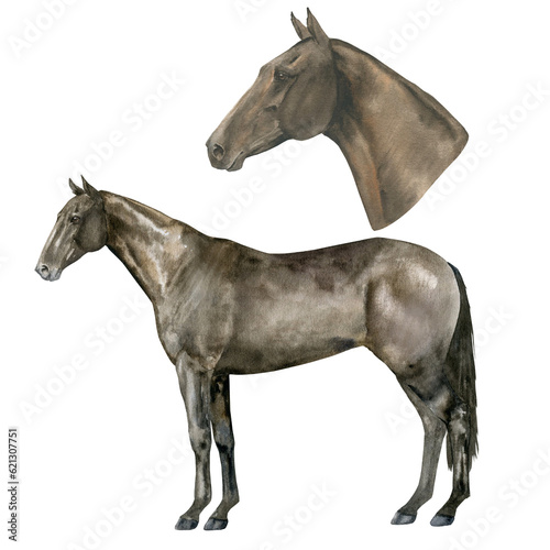 Watercolor illustration of a standing English Thoroughbred bay horse and portrait. Isolated. For prints on the theme of riding, equestrian sports, horse racing