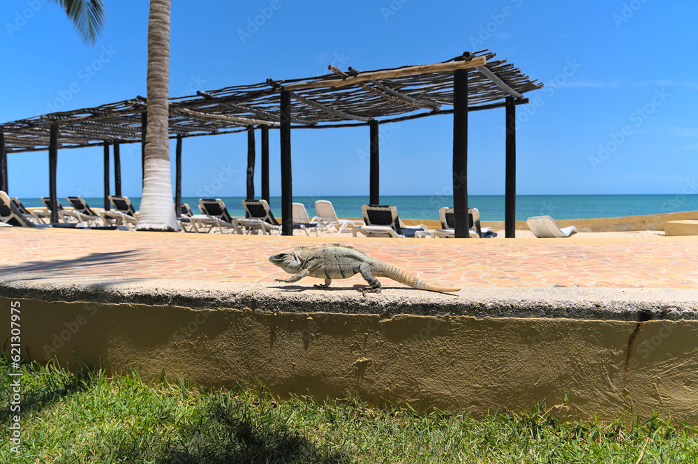 Portrait of an Iguana in front of ocean on the beach (Merida, Yucatan, Mexico).